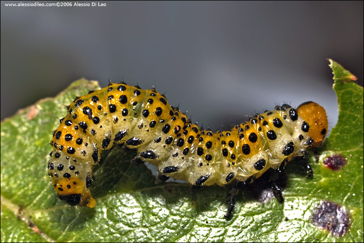 Larva di Arge rosae