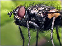 Tachinidae Macquartia