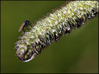 Dittero su plantago