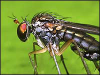 Dolichopodidae maschio