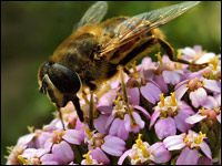 Eristalis tenax