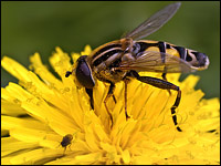 Helophilus trivittatus