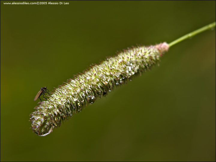 Dittero su plantago