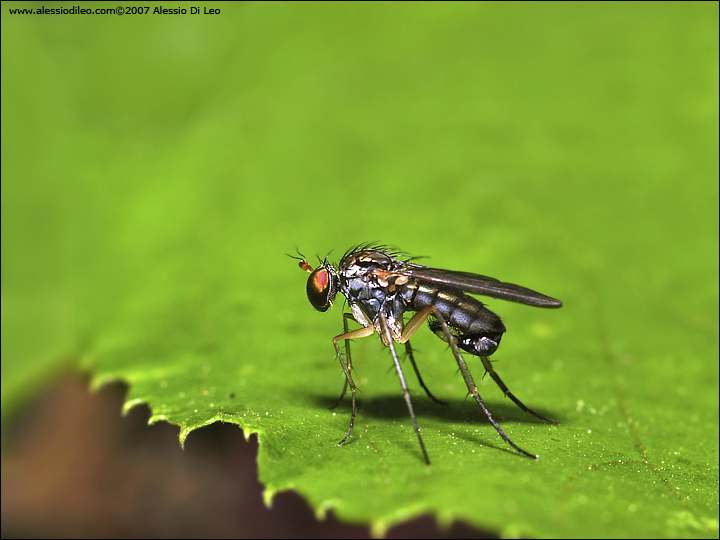 Dolichopodidae maschio