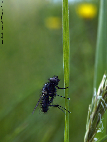 Gasterophilidae