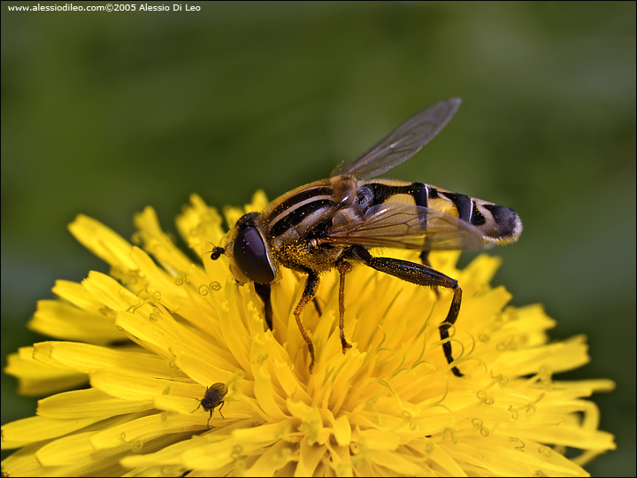 Helophilus trivittatus