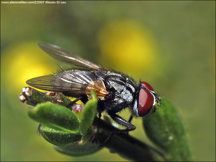 Polietes lardarius