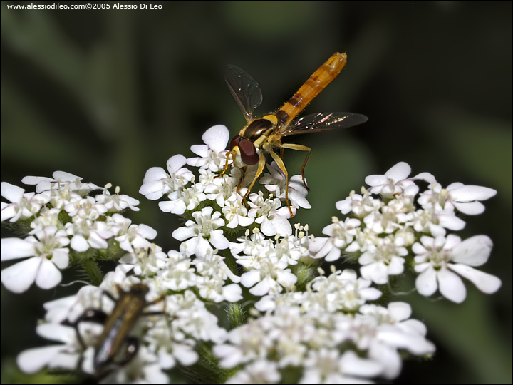 Sphaerophoria scripta