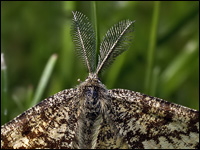 Ematurga atomaria maschio