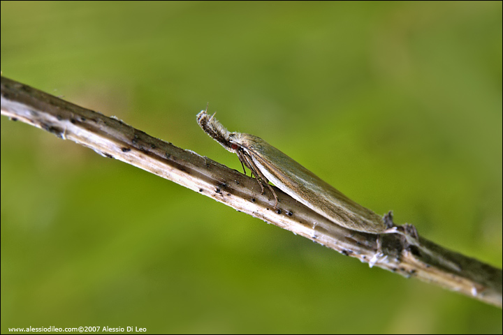 Crambidae