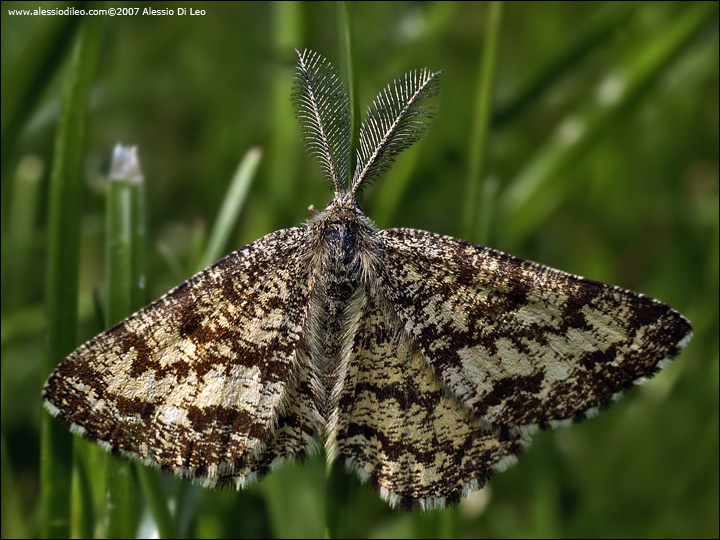 Ematurga atomaria maschio