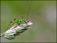 Neanide di Tettigonia