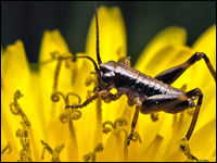 Neanide di Tettigonia