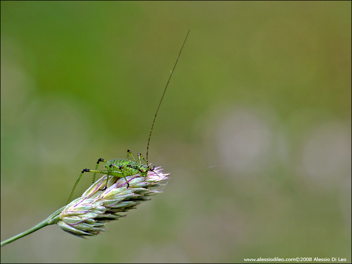 Neanide di Tettigonia