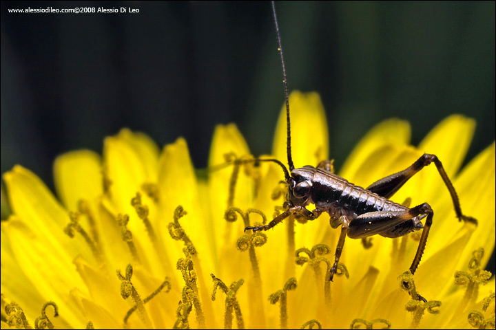 Neanide di Tettigonia