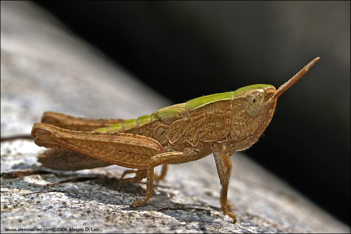 Neanide di cavalletta