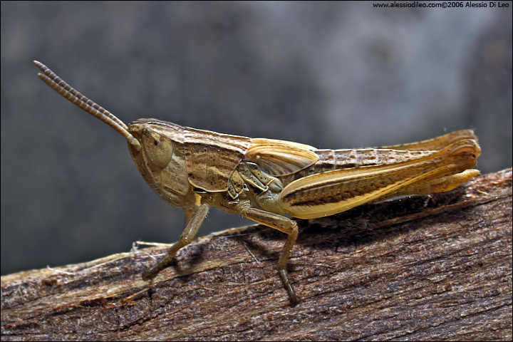 Neanide di cavalletta