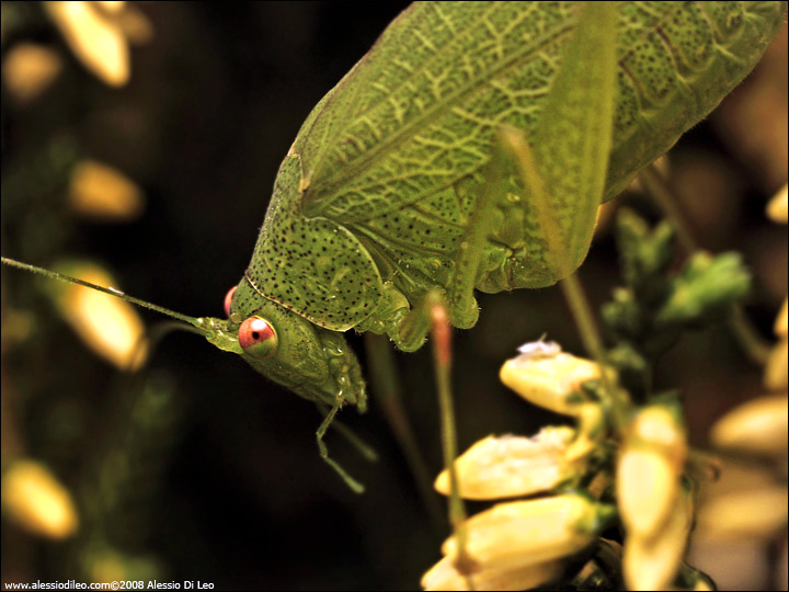 Phaneroptera nana