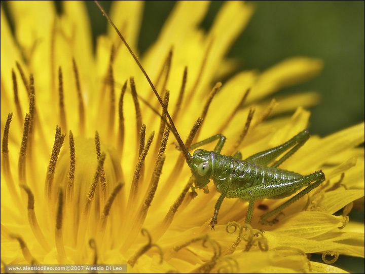 Neanide di Tettigonia