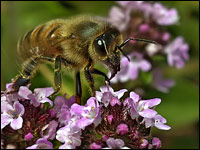 Apis mellifera