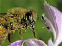 Apis mellifera