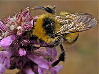 Bombus hortorum