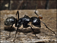 Camponotus vagus