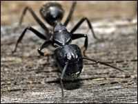 Camponotus vagus
