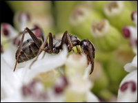 Formica rufa