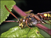 Nomada rufipes