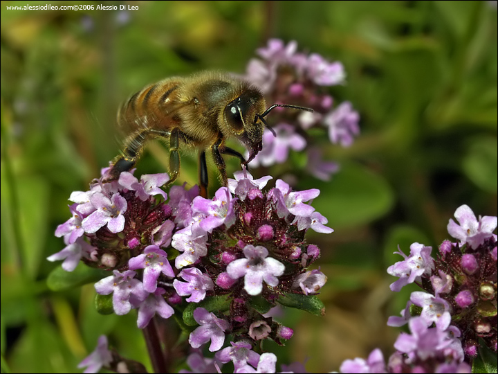 Apis mellifera