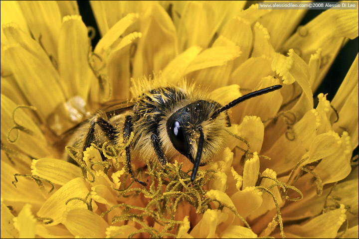 Apis mellifera