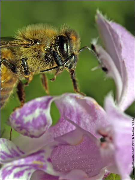 Apis mellifera