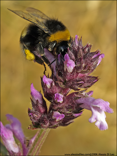 Bombus hortorum