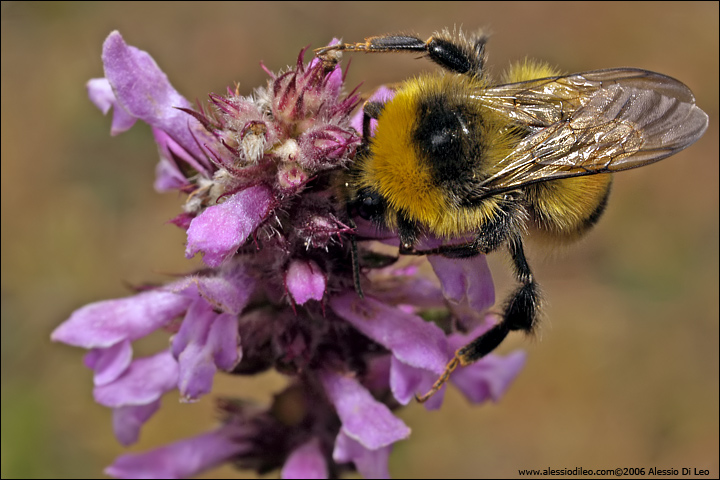 Bombus hortorum