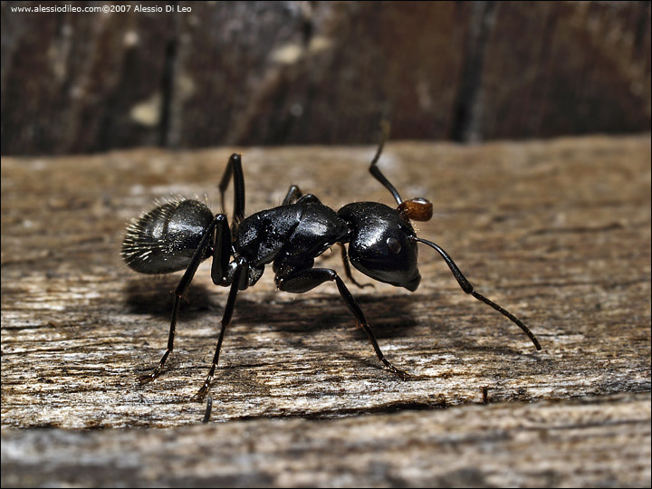 Camponotus vagus