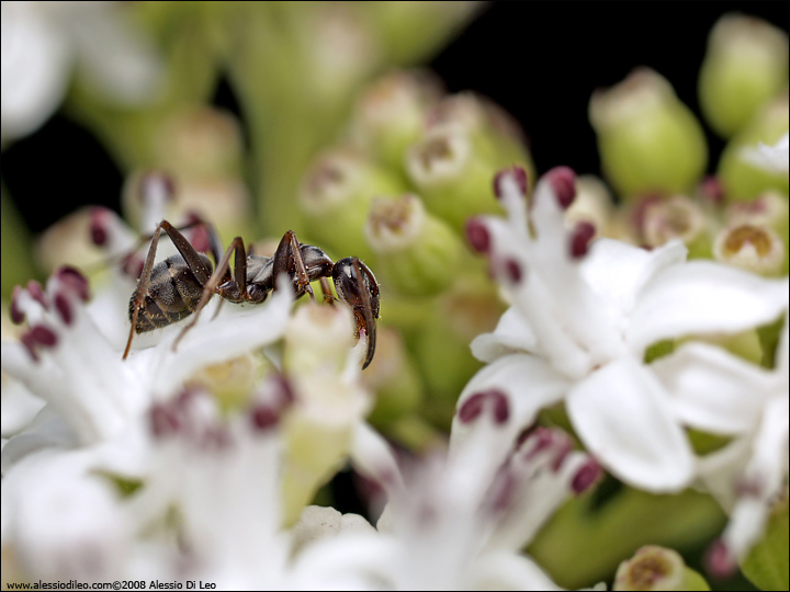 Formica rufa