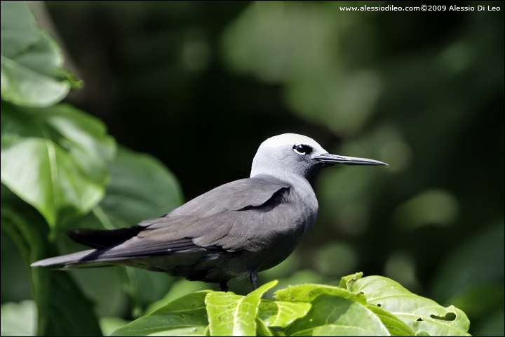 Sterna stolida minore [Anous tenuirostris]