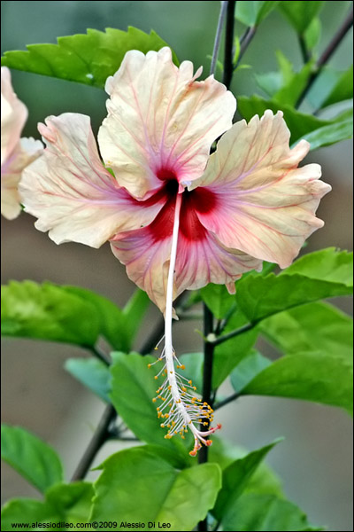 Fiore di Hibiscus - Seychelles