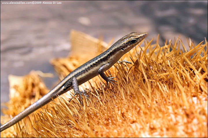 Scinco delle Seychelles - Seychelles shink - [Mabuya sechellensis] - endemico - Seychelles