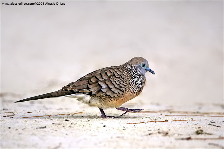 Barred ground dove [Geopelia striata] - Seychelles