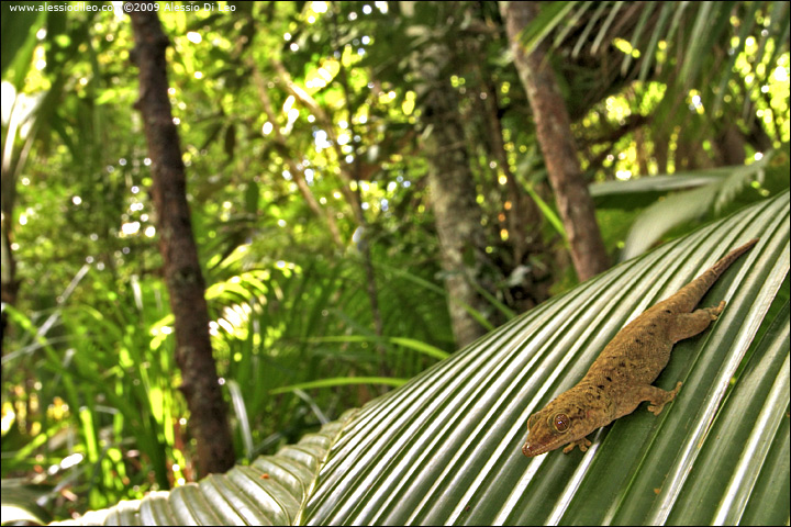 Bronze gecko [Ailuronyx sp] - endemico - Seychelles