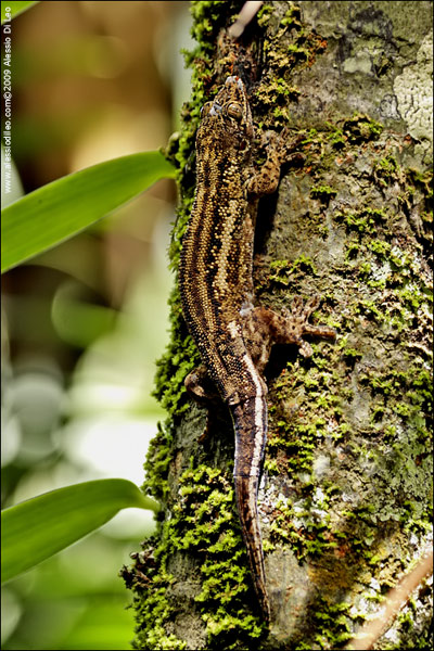 Bronze gecko [Ailuronyx sp] - endemico - Seychelles