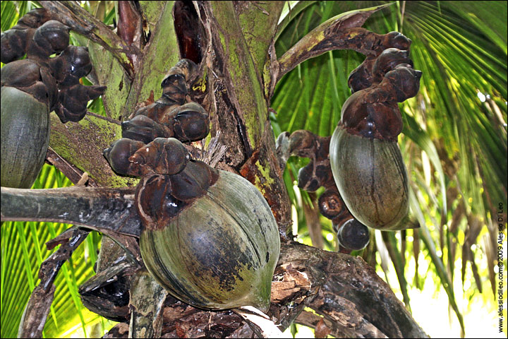 I frutti del Coco de Mer - Seychelles