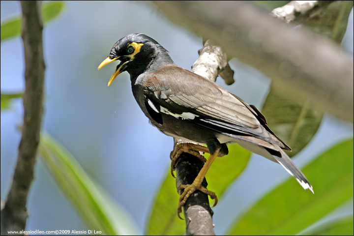 Maina comune - Common mynah [Acridotheres tristis] - Seychelles