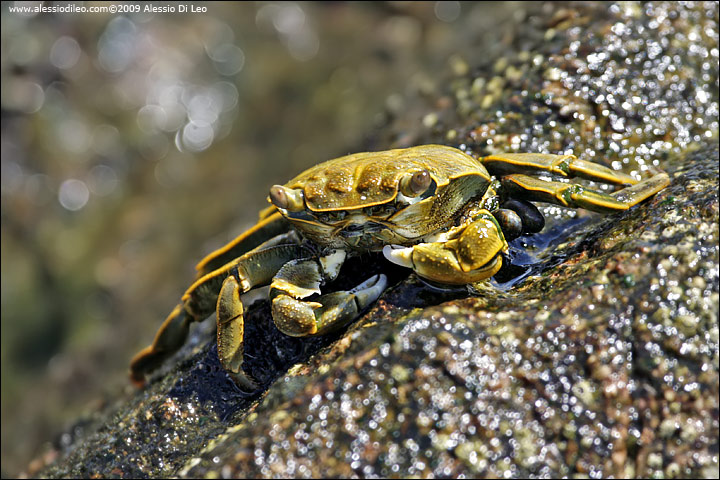 Orange land crab [Geograpsus crab] - Seychelles