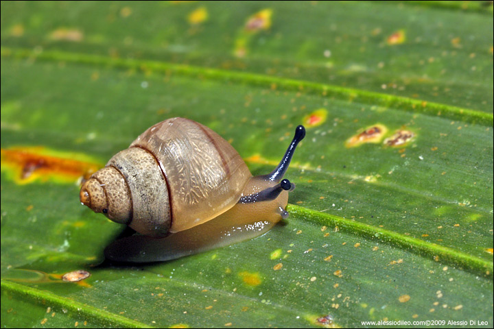 Lumaca di praslin - Praslin snail - [Pachnodus ornatus] - endemica - Seychelles