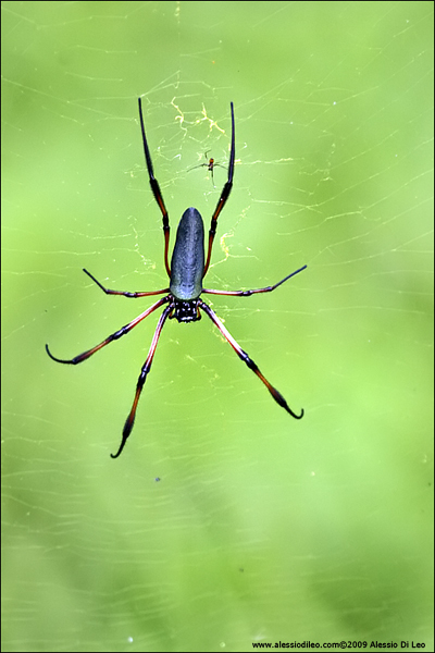 Ragno delle palme - Palm spider - [Nephila inaurita] - Seychelles