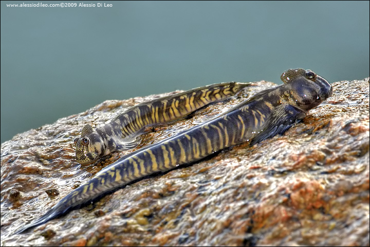 Perioftalmo delle rocce - Rockskipper - [Alticus anjouanae] - Seychelles