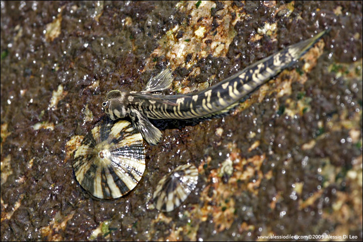 Perioftalmo delle rocce - Rockskipper - [Alticus anjouanae] - Seychelles